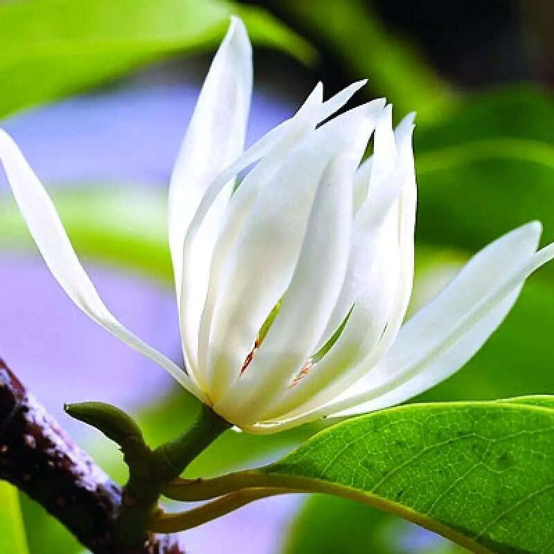 Loại cây khắc tinh của Thần Tài không nên trồng trong nhà 2