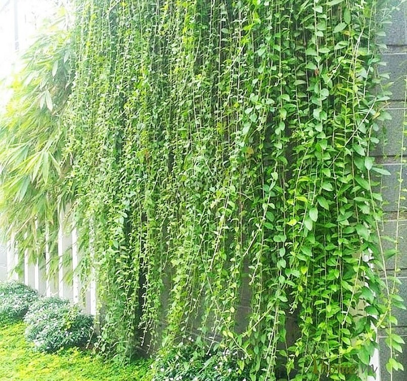 Loại cây khắc tinh của Thần Tài không nên trồng trong nhà 3