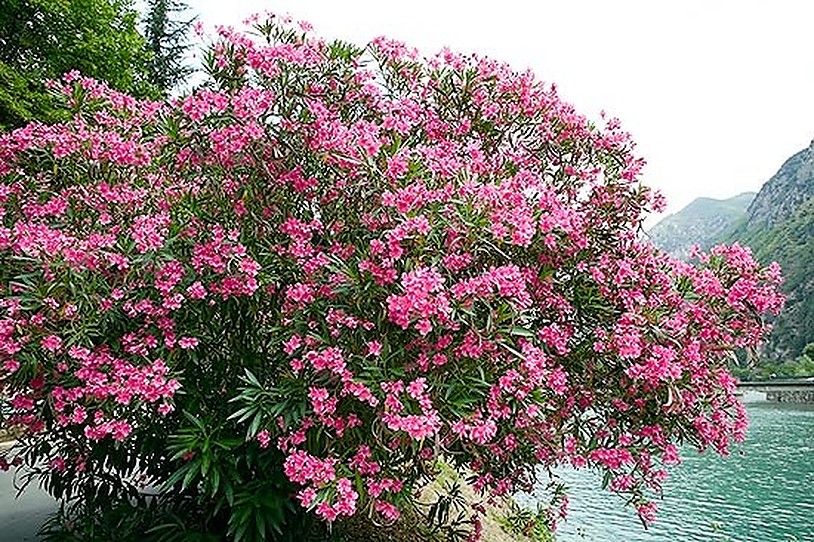 Loại cây khắc tinh của Thần Tài không nên trồng trong nhà 4