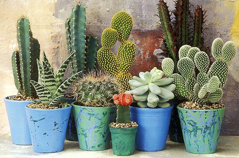 Loại cây khắc tinh của Thần Tài không nên trồng trong nhà