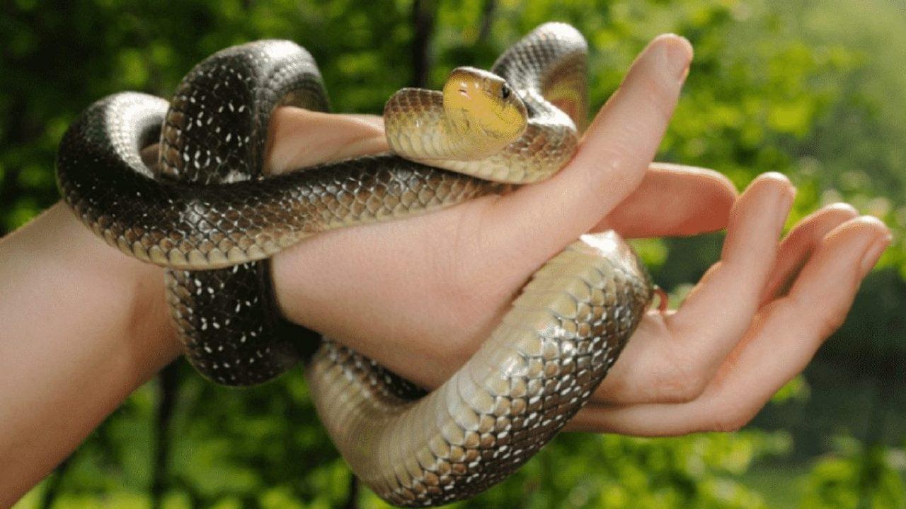 Nằm mơ thấy rắn
