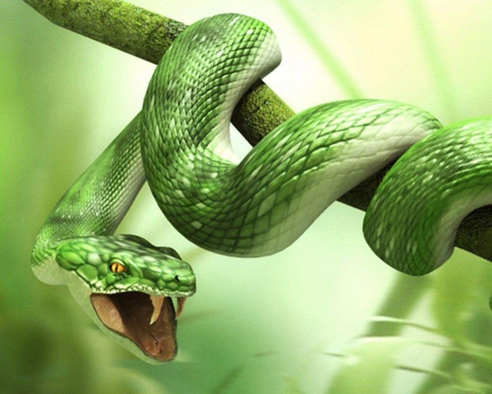 Nằm mơ thấy rắn