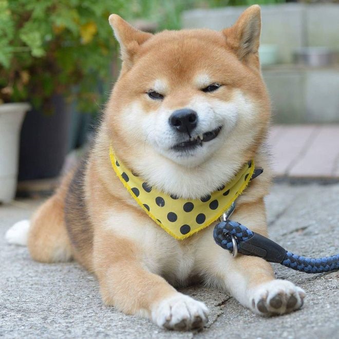 Giải mã giấc mơ thấy chó