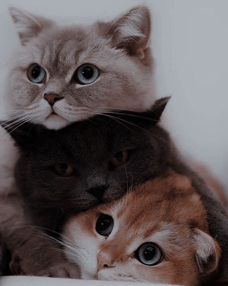 Giải mã giấc mơ thấy mèo