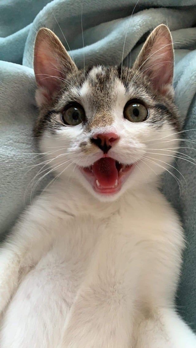Giải mã giấc mơ thấy mèo