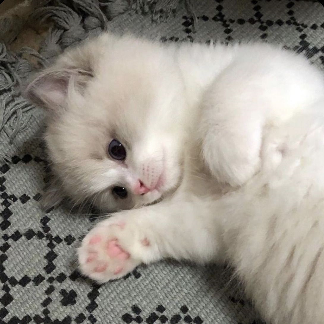 Giải mã giấc mơ thấy mèo