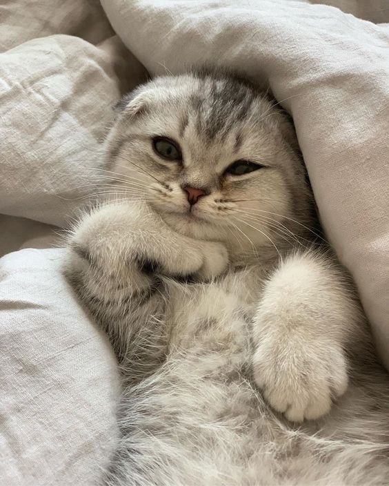 Giải mã giấc mơ thấy mèo